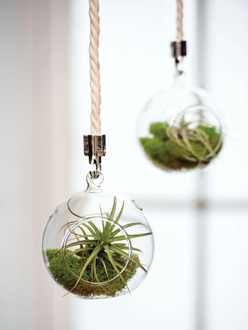 Mini Blown-Glass Hanging Terrarium, Set of 2 Mini Blown-Glass Hanging Terrarium, Set Of 2 -Gardene Supply Sales 8609218 0311 mini blown glass hanging terrarium set of 2