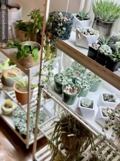 Oslo 2-Tier LED Grow Light Garden, 2 Fixtures -Gardene Supply Sales 8609221 02IN tif