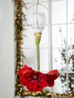 Waxed Amaryllis Brass Hangers, Set Of 3 -Gardene Supply Sales 8609252 2020 6014