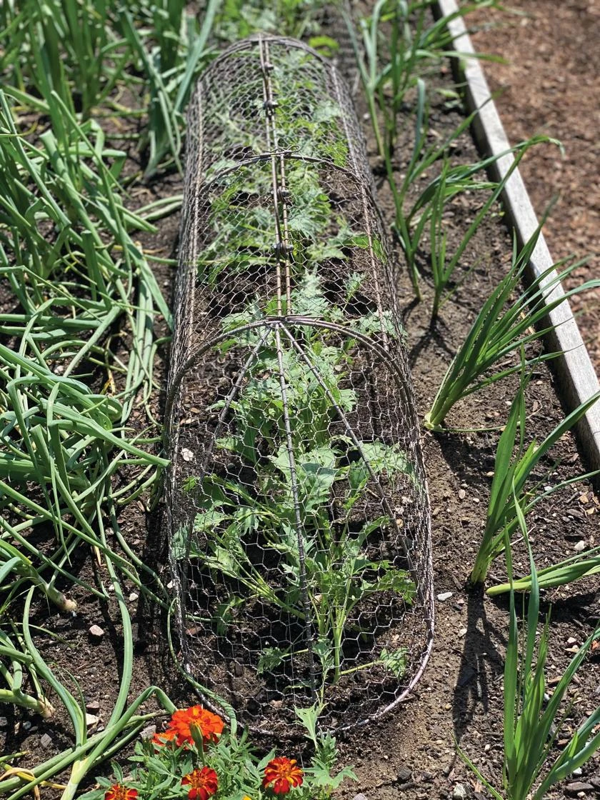 Chicken Wire Row Cloche Expandable Extra Large 3N1 Chicken Wire Row Cloche Expandable Extra Large 3N1 -Gardene Supply Sales 8609412 5903 tif