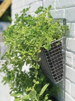 Wire Wall Pockets Vertical Gardens -Gardene Supply Sales 8609429 9500 tif