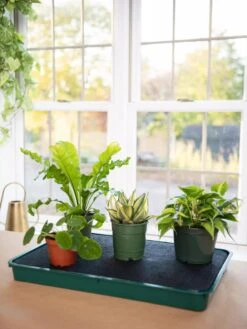 Self-Watering Tray -Gardene Supply Sales 8609872 9021 tif