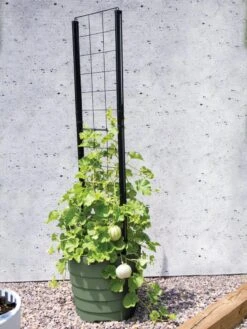 Gardener’s Victory Self-Watering Planter With Vine Trellis 2 Gardener’s Victory Self-Watering Planter With Vine Trellis -Gardene Supply Sales 8610238 15487 tif
