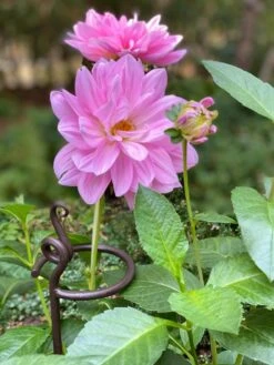 Arden Single Stem Supports, Set Of 2 -Gardene Supply Sales 8610375 5703 tif