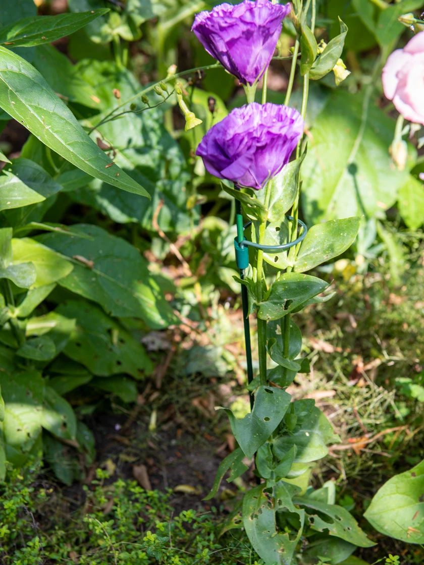 Peacock Mini Plant Support Rings 4", Set of 2 Peacock Mini Plant Support Rings 4", Set Of 2 -Gardene Supply Sales 8610385 0912