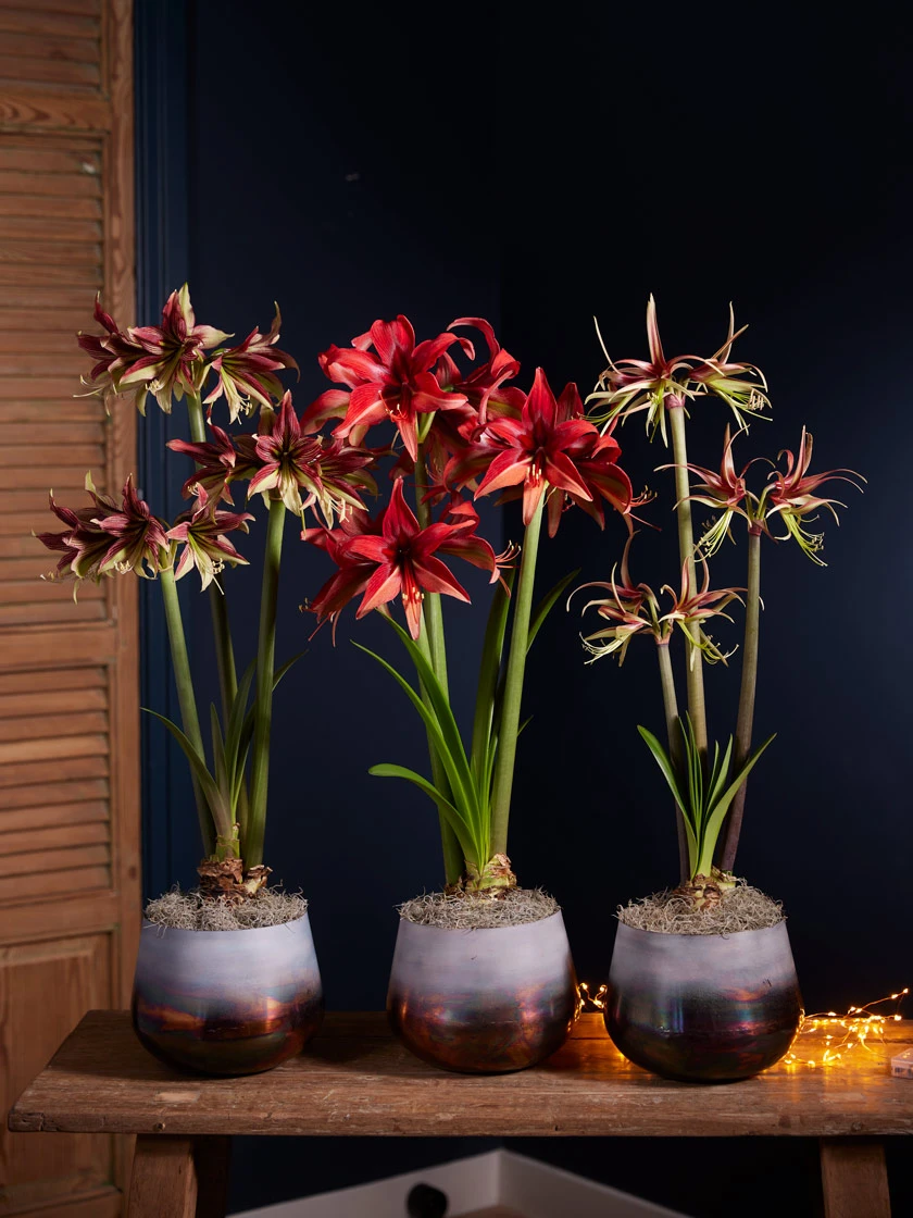 Cybister Potted Amaryllis Cybister Potted Amaryllis -Gardene Supply Sales 8611083 cybister vertical 2022