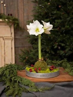 Galvanized Tray Round, 11" -Gardene Supply Sales 8611084 5555 diy moss wrapped amaryllis kit
