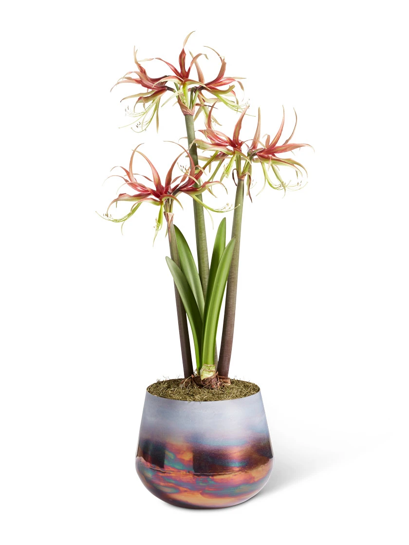 Cybister Potted Amaryllis Cybister Potted Amaryllis -Gardene Supply Sales 8611120 chico 2021 09