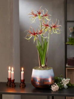 Cybister Potted Amaryllis 5 Cybister Potted Amaryllis -Gardene Supply Sales 8611120 chico 2021 10
