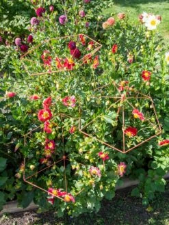 Parasol Plant Supports, Set Of 3 -Gardene Supply Sales 8611129 050 tif