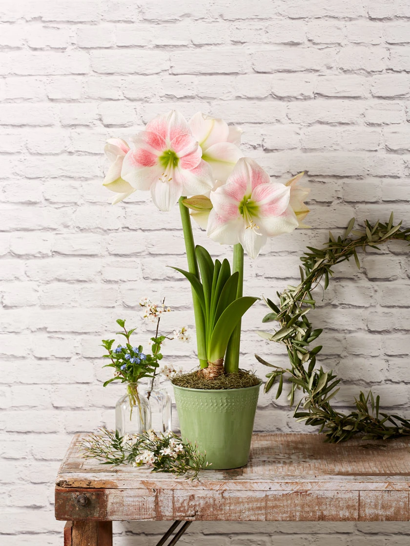 Star Potted Amaryllis Star Potted Amaryllis -Gardene Supply Sales 8611499 2022 rosystar rosy star potted amaryllis