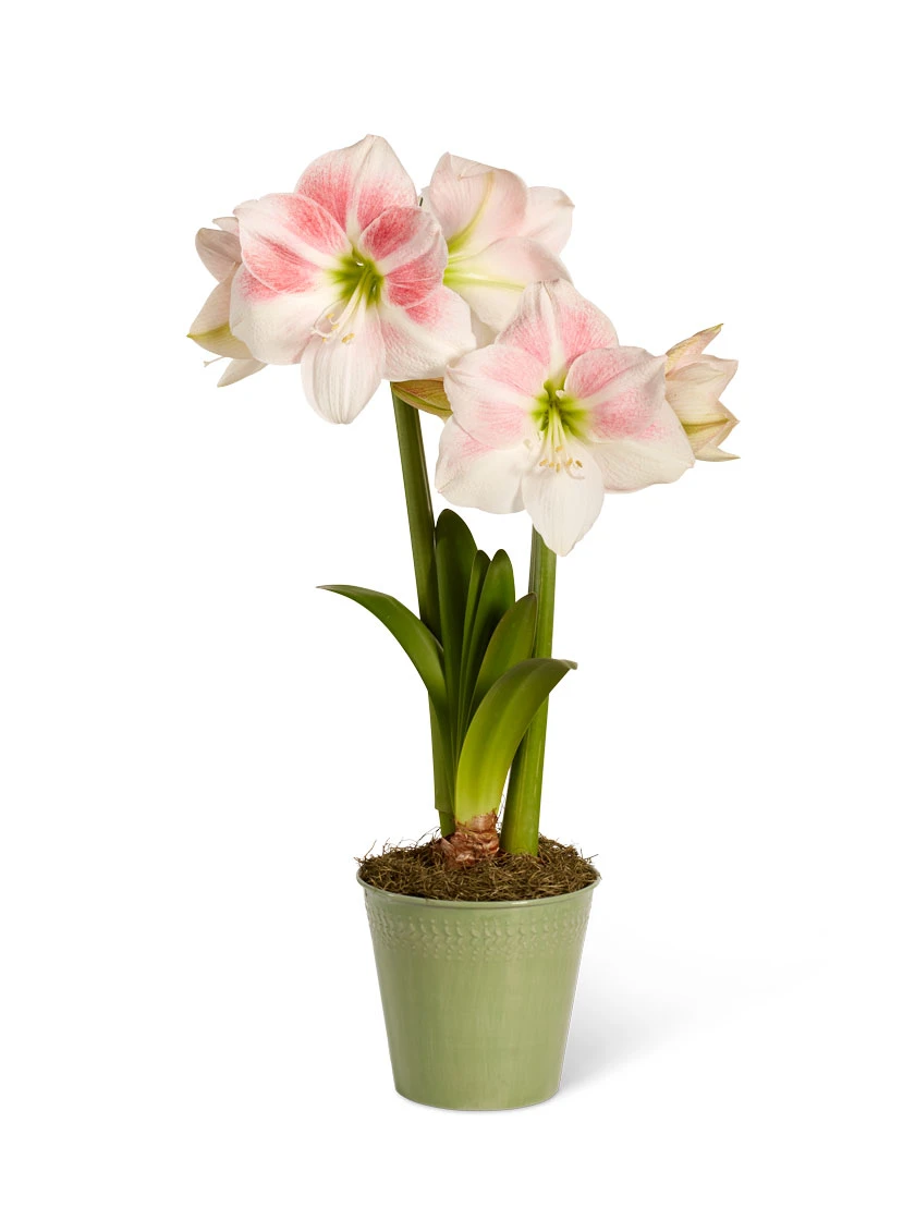 Star Potted Amaryllis Star Potted Amaryllis -Gardene Supply Sales 8611499 2022 rosystar silo rosy star potted amaryllis