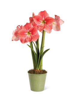 Star Potted Amaryllis 4 Star Potted Amaryllis -Gardene Supply Sales 8611500 2022 sweetstar silo sweet star potted amaryllis