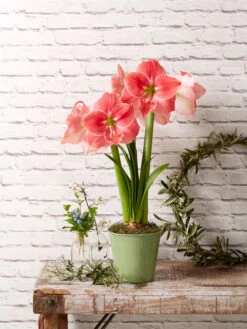 Star Potted Amaryllis 3 Star Potted Amaryllis -Gardene Supply Sales 8611500 2022 sweetstar sweet star potted amaryllis