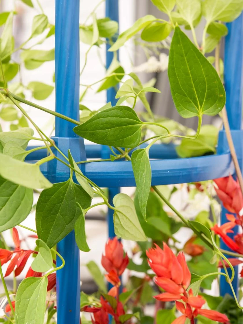 Fleur de Lis Obelisk, 67" Fleur De Lis Obelisk, 67" -Gardene Supply Sales 8611663 0607 tif