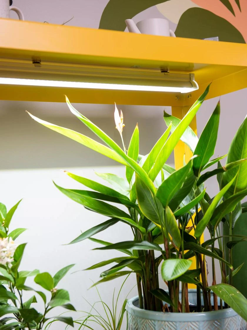 Mobile LED Grow Light Cart Mobile LED Grow Light Cart -Gardene Supply Sales 8611724 4059 tif