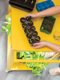 Sili-Seedlings® Seedling Tray, 10-Cell -Gardene Supply Sales 8611886 374 tif
