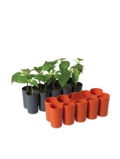 Sili-Seedlings® Seedling Tray, 10-Cell -Gardene Supply Sales 8611886 5192 tif
