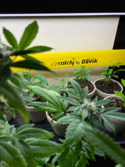 Catchy Natural Greenhouse Pest Protection Sticky Roll, 30’ -Gardene Supply Sales 8611979 8004