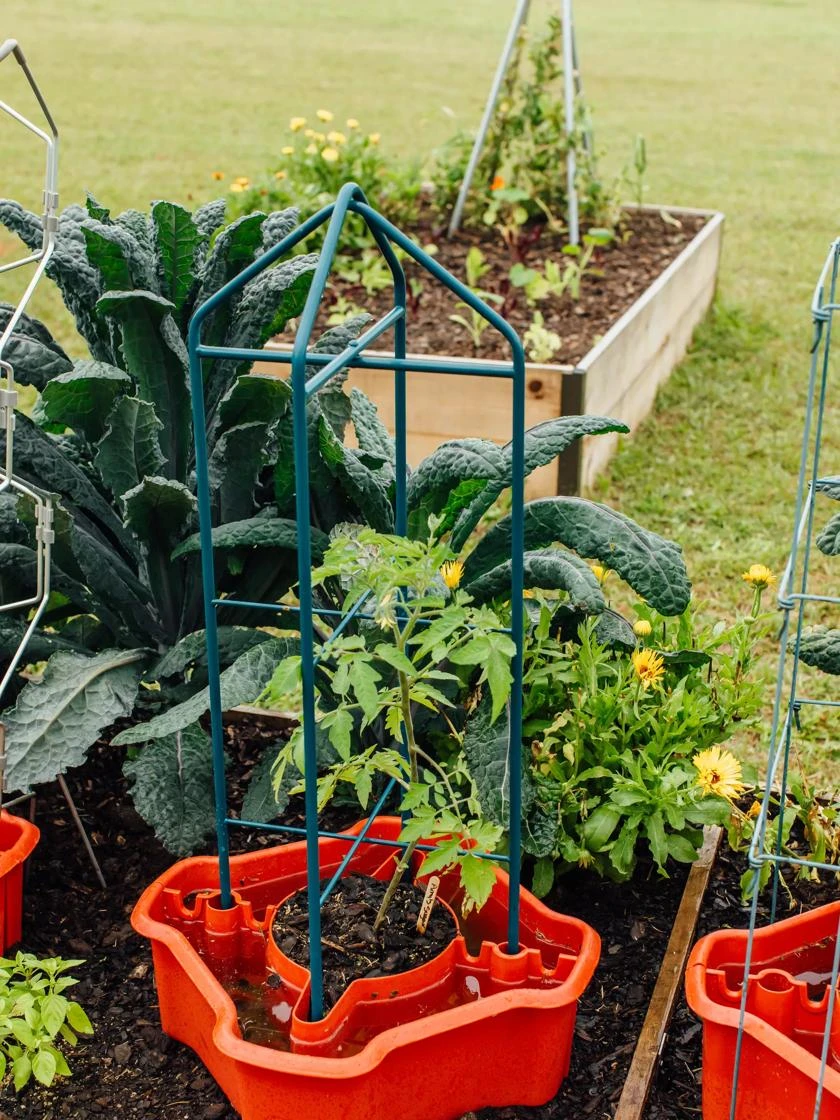 Deluxe Tomato Halos, Set of 2 Deluxe Tomato Halos, Set Of 2 -Gardene Supply Sales 8612045 221 tif