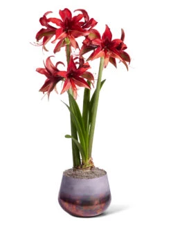 Cybister Potted Amaryllis 2 Cybister Potted Amaryllis -Gardene Supply Sales 8612501 bogota silo 2022