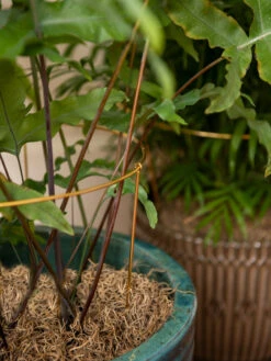 Brass Plated Grow Throughs, Set Of 2 -Gardene Supply Sales 8612661 0043