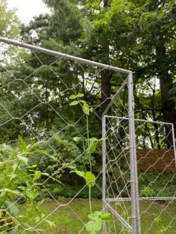 Chicken Wire Pea Trellis 7 Chicken Wire Pea Trellis -Gardene Supply Sales 8612718 7302