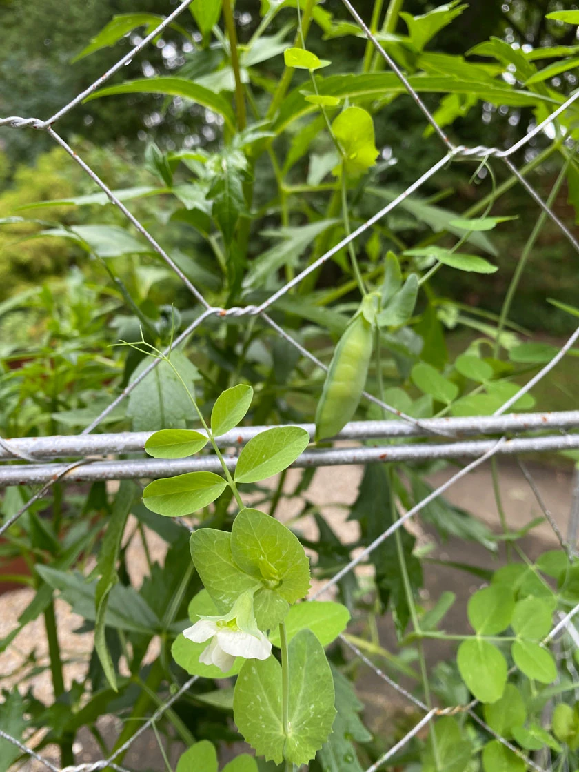 Chicken Wire Pea Trellis Chicken Wire Pea Trellis -Gardene Supply Sales 8612718 7307