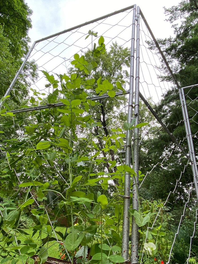 Chicken Wire Pea Trellis Chicken Wire Pea Trellis -Gardene Supply Sales 8612718 7308