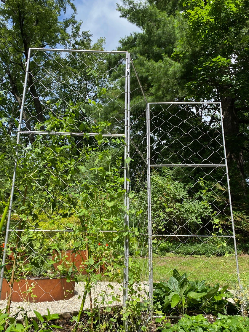 Chicken Wire Pea Trellis Chicken Wire Pea Trellis -Gardene Supply Sales 8612718 7310