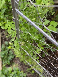 Chicken Wire Pea Trellis 4 Chicken Wire Pea Trellis -Gardene Supply Sales 8612718 7312