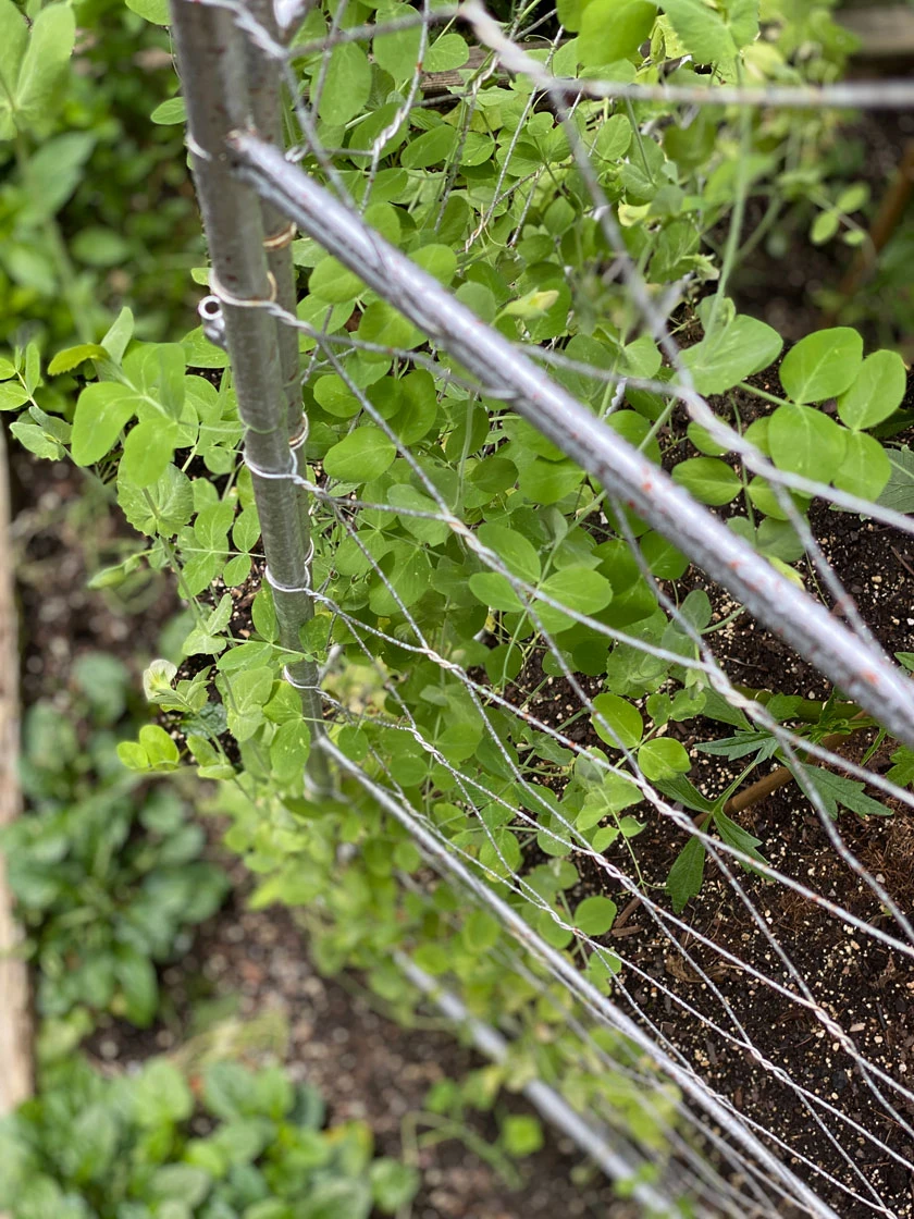 Chicken Wire Pea Trellis Chicken Wire Pea Trellis -Gardene Supply Sales 8612718 7312