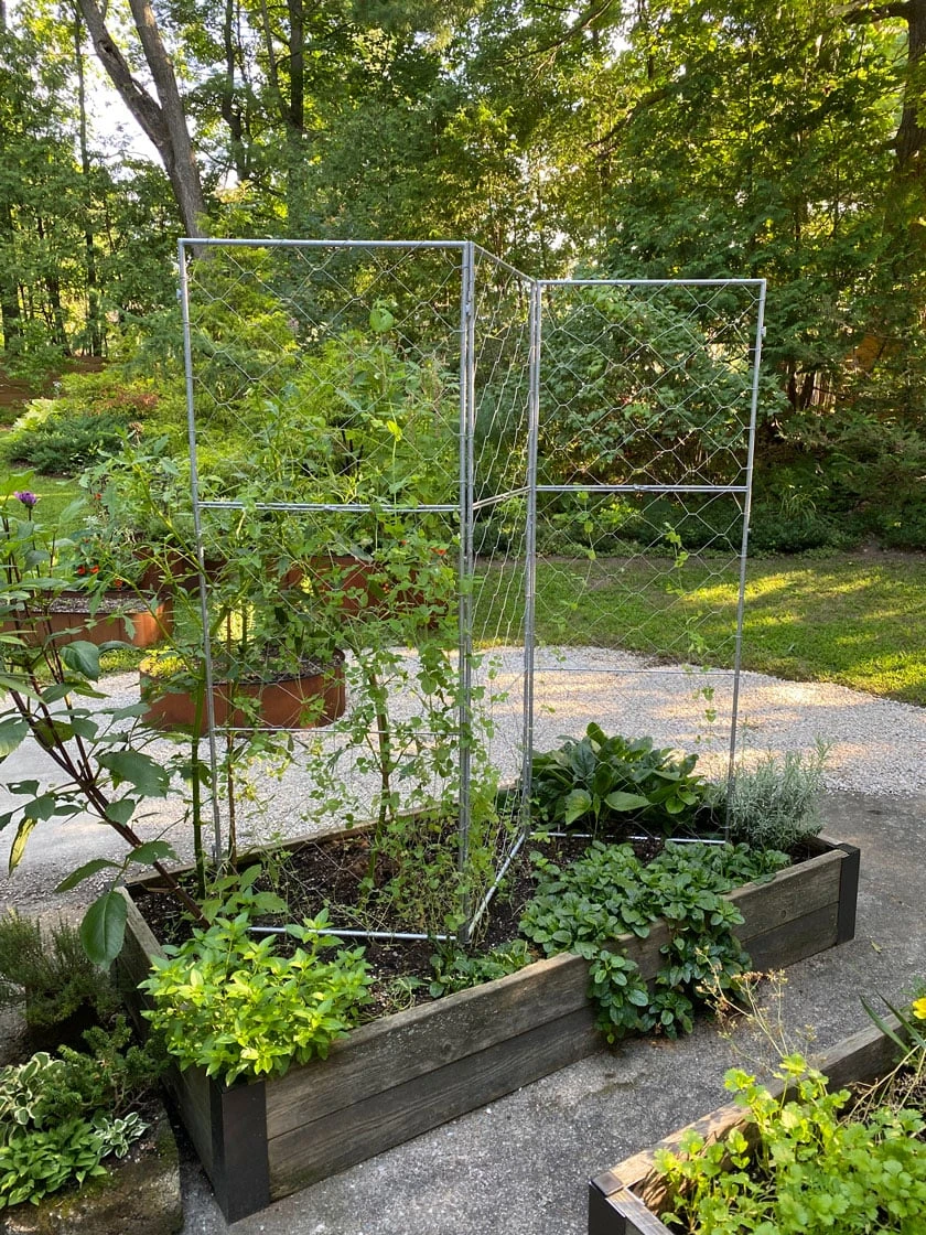 Chicken Wire Pea Trellis Chicken Wire Pea Trellis -Gardene Supply Sales 8612718 7313 chicken wire pea trellis