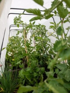 Cotton All Purpose Garden Cover 2 Cotton All Purpose Garden Cover -Gardene Supply Sales 8612815 0039 tif