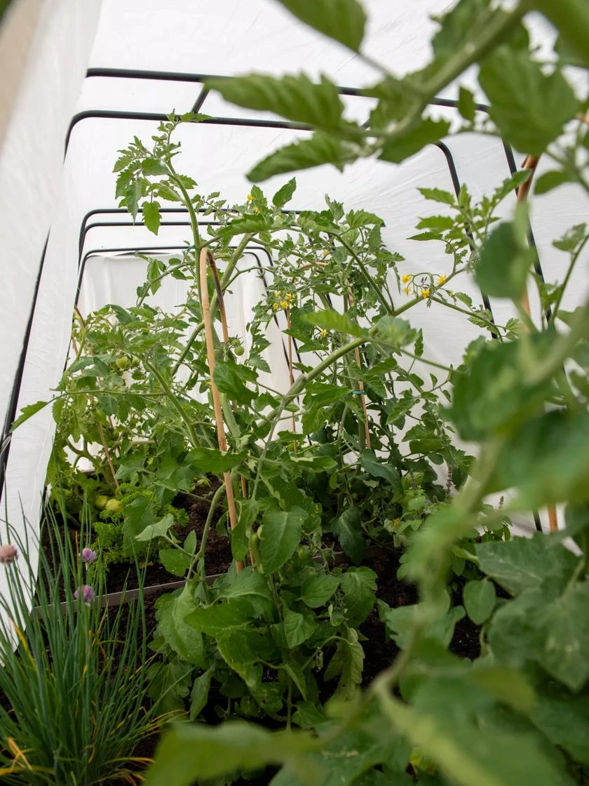 Cotton All Purpose Garden Cover Cotton All Purpose Garden Cover -Gardene Supply Sales 8612815 0039 tif