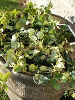 Round Rain Barrel With Planter, 35 Gallons -Gardene Supply Sales 8612856WALNT 03V tif