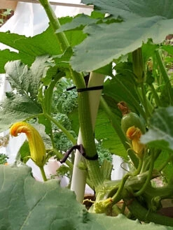 Farmyarn® Multipurpose Garden Tie, 2 Pack -Gardene Supply Sales 8612948 01v