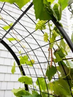 2’ X 4’ Arch Trellis For Planter Boxes -Gardene Supply Sales 8612976 0436