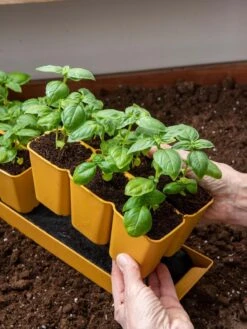 Gardener's Best® XL 6-Cell Planting Tray, Set Of 4 -Gardene Supply Sales 8613031 6300