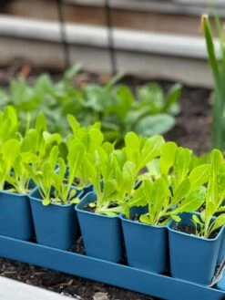 Gardener's Best® XL Seed Starting Kit -Gardene Supply Sales 8613066 01TEST