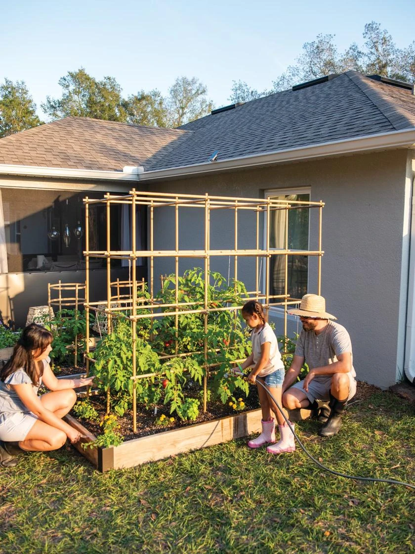 Tomato Six Pack Support Tomato Six Pack Support -Gardene Supply Sales 8613143 0313