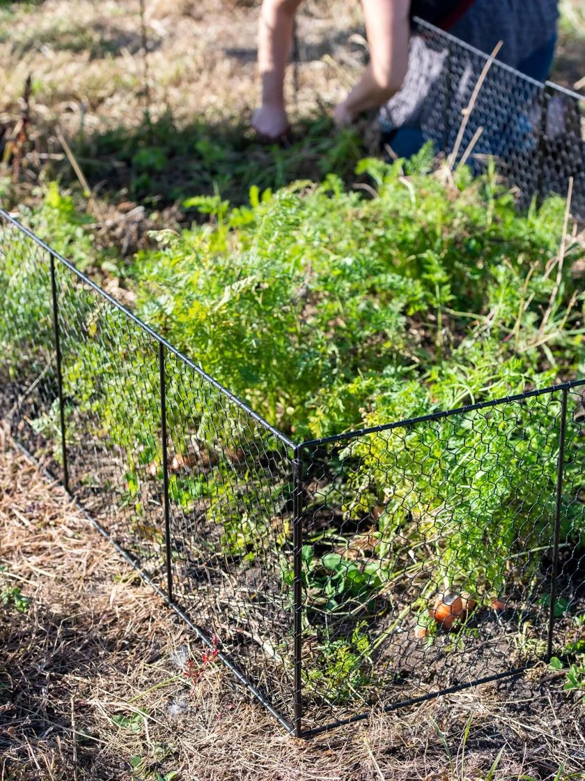 Chicken Wire Critter Fence, 16" High Chicken Wire Critter Fence, 16" High -Gardene Supply Sales 8613249 0302