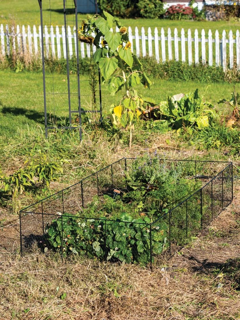Chicken Wire Critter Fence, 16" High Chicken Wire Critter Fence, 16" High -Gardene Supply Sales 8613249 0329