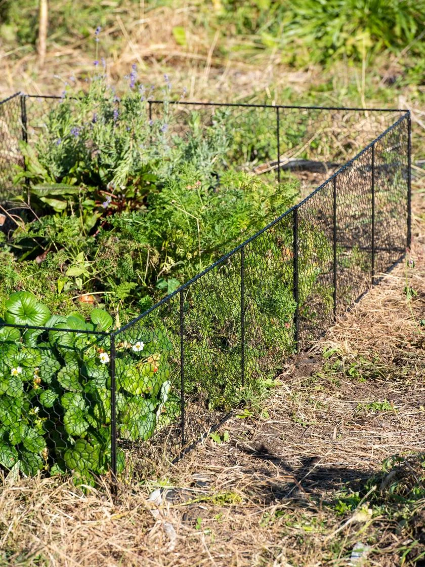 Chicken Wire Critter Fence, 16" High Chicken Wire Critter Fence, 16" High -Gardene Supply Sales 8613249 0336