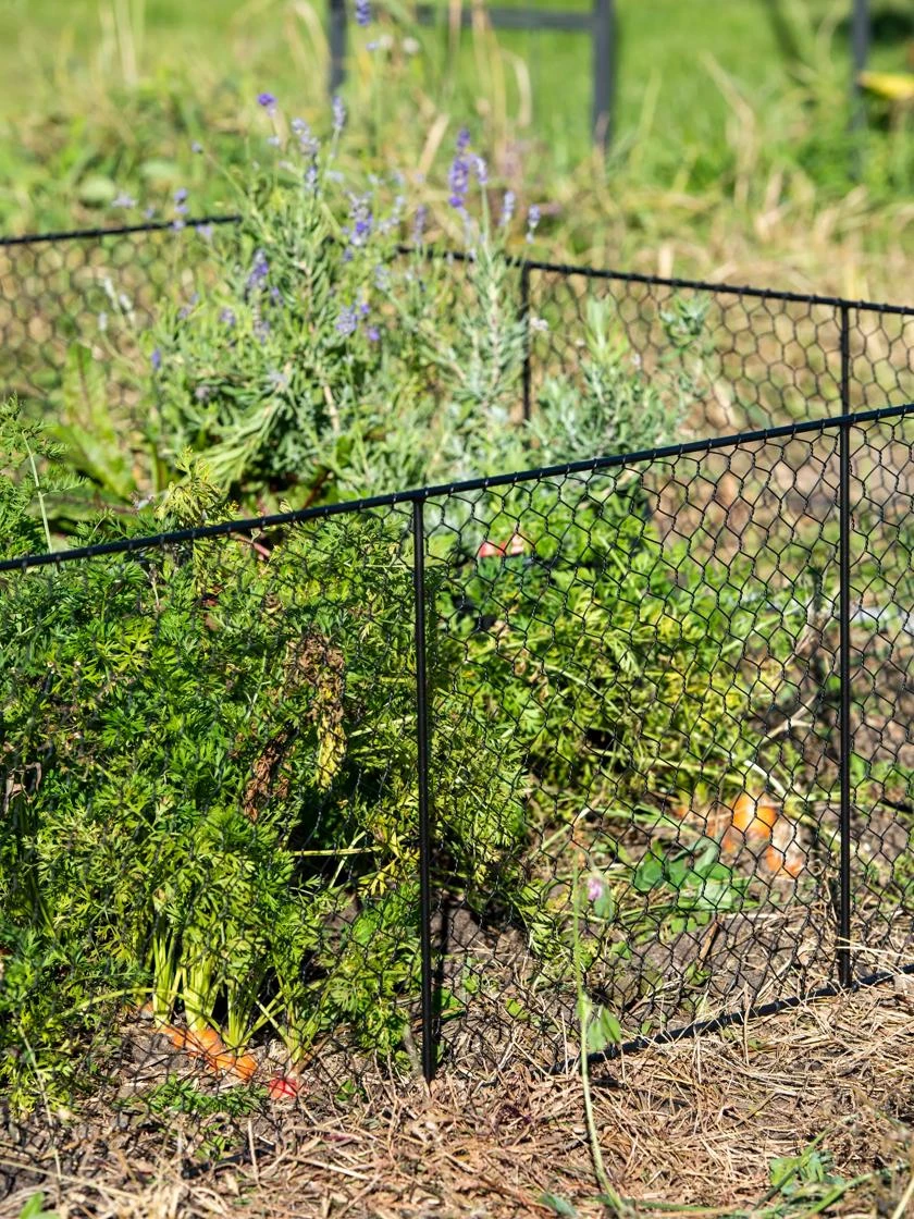 Chicken Wire Critter Fence, 16" High Chicken Wire Critter Fence, 16" High -Gardene Supply Sales 8613249 0352