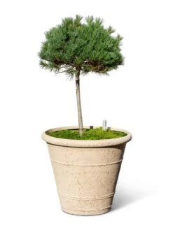 Self-Watering LavaStone® Anson Pot -Gardene Supply Sales 8613256 0138