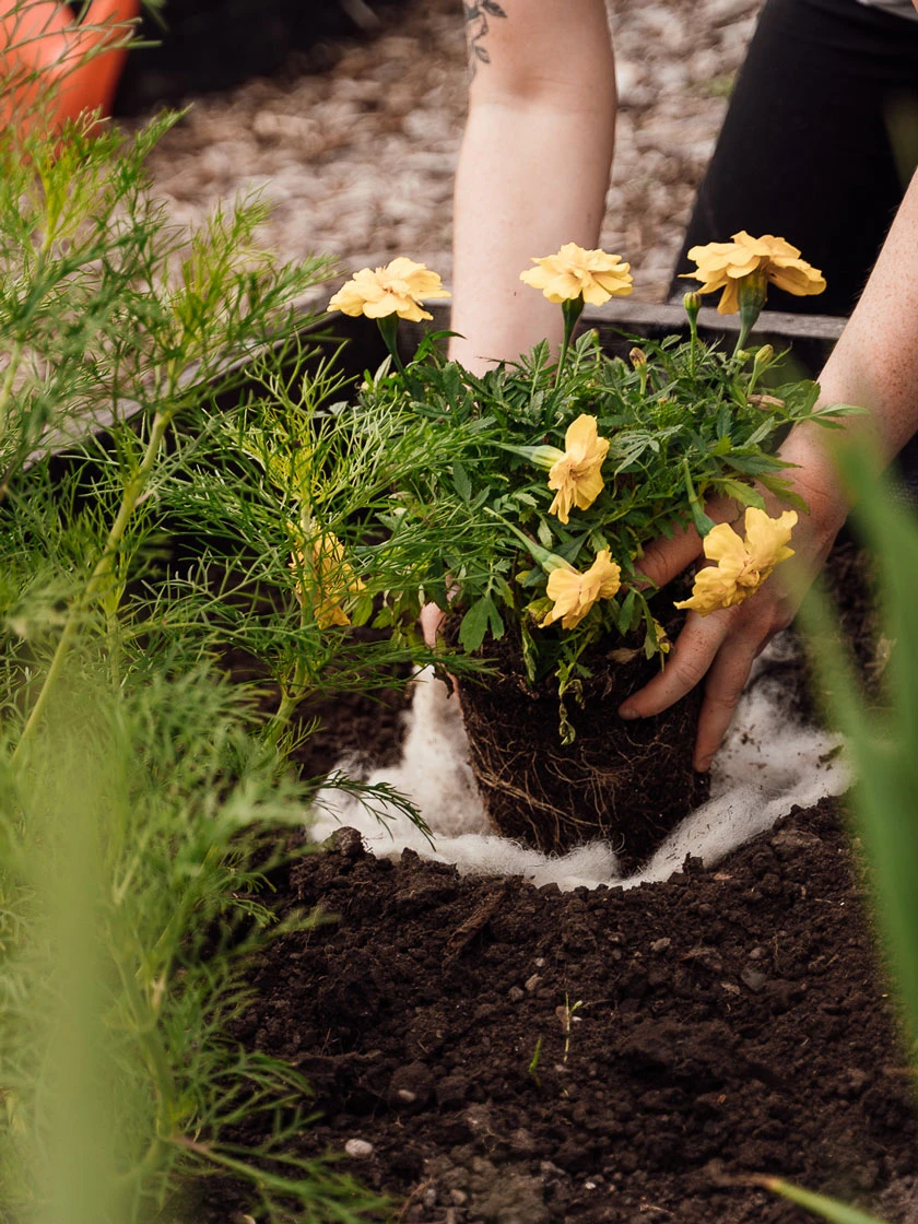 Hortiwool ®, Starter Garden Pad Hortiwool ®, Starter Garden Pad -Gardene Supply Sales 8613263 12v 1