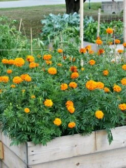 SeedSheets Organic Vegetable Garden, Easy Breezy Caprese, 4' X 8' -Gardene Supply Sales 8613295 04V