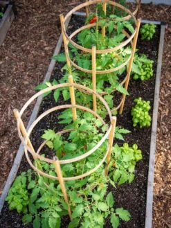 Bamboo Tomato Cages, Set Of 3 -Gardene Supply Sales 8613426 6916