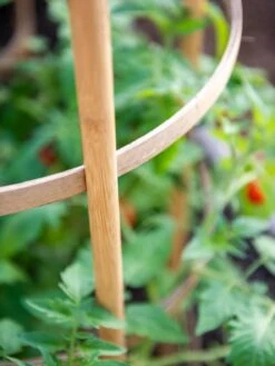 Bamboo Tomato Cages, Set Of 3 -Gardene Supply Sales 8613426 6924